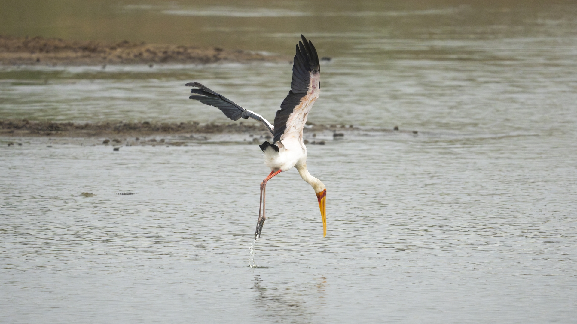 Kruger25 2025 10 30 13 15 38 ILCE 1M2 838